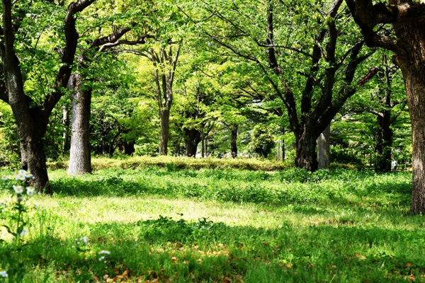 里山型樹木葬